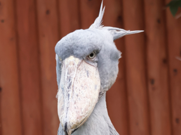 掛川花鳥園